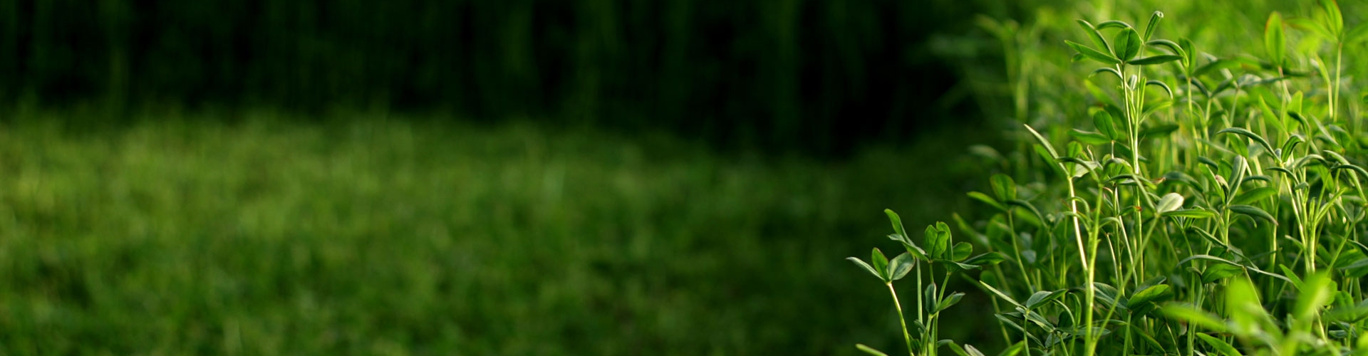AlfaBar Header