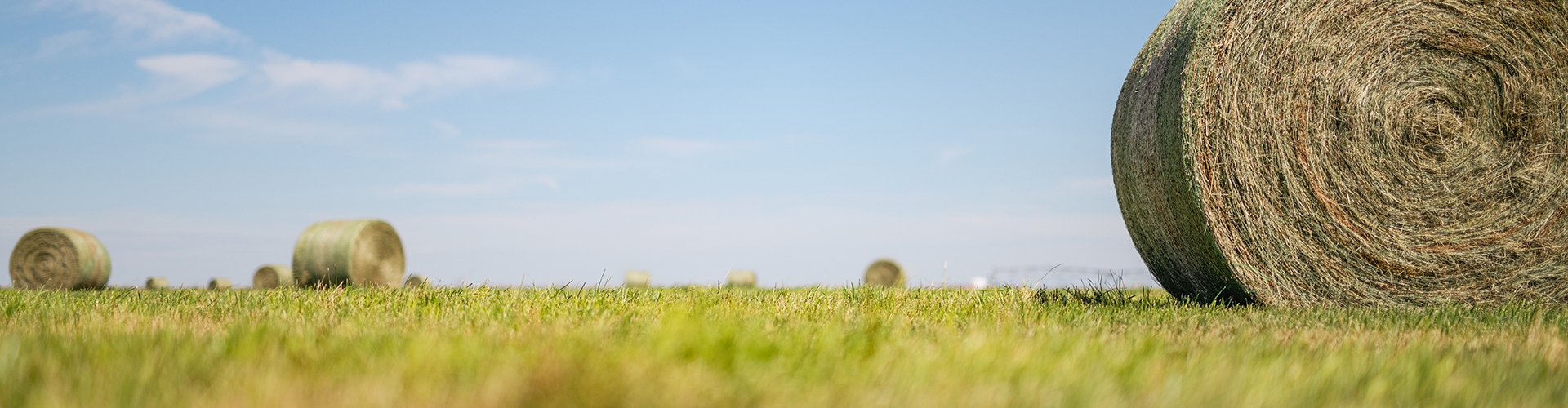 Closeup of forage grasses in a pasture with a large hay bale and blue sky