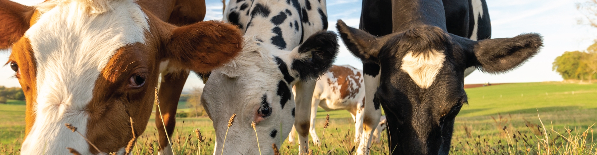 Three cows grazing on grass with blue skies.