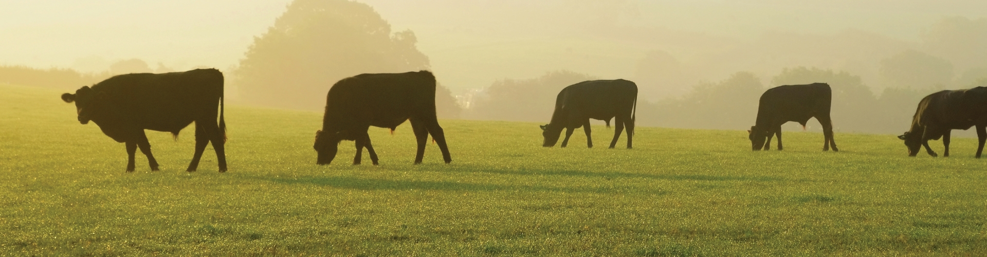 Cattle grazing a green pasture during sunset.