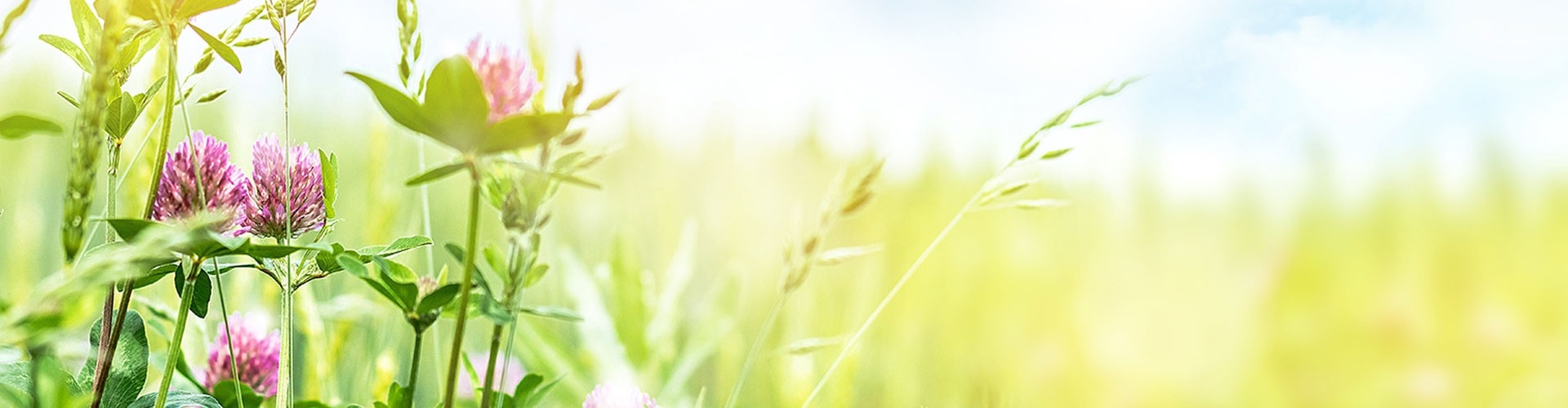 Freedom Header