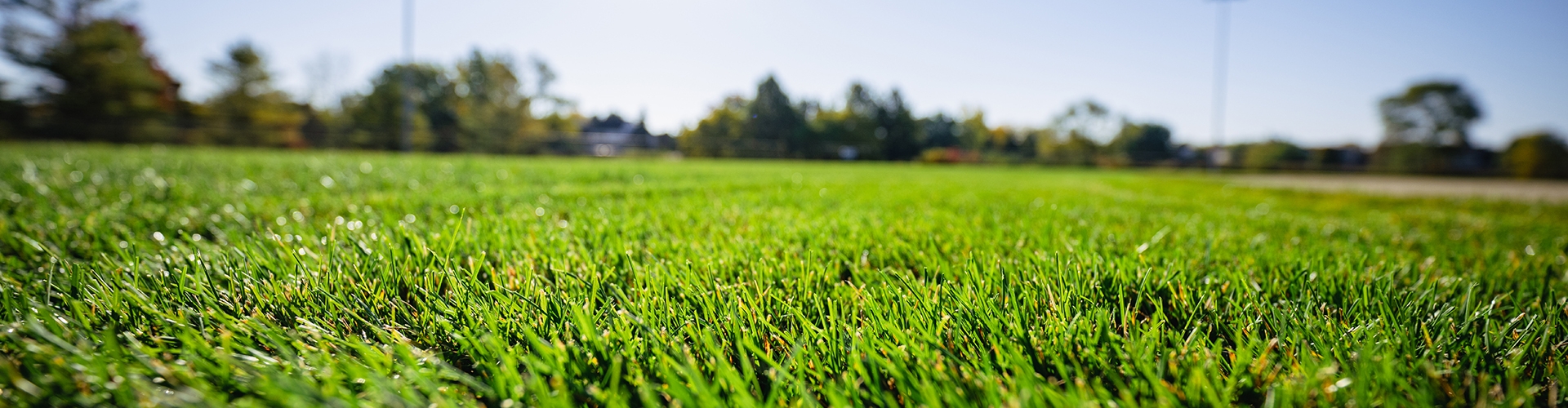 Closeup of sports field grass with trees and homes in background
