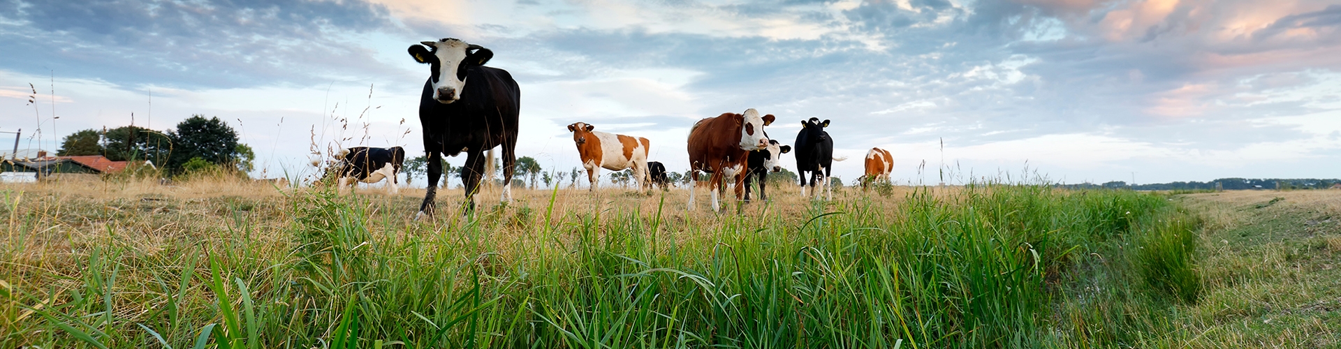 Cows standing in green grass pasture with cloudy sky at sunset