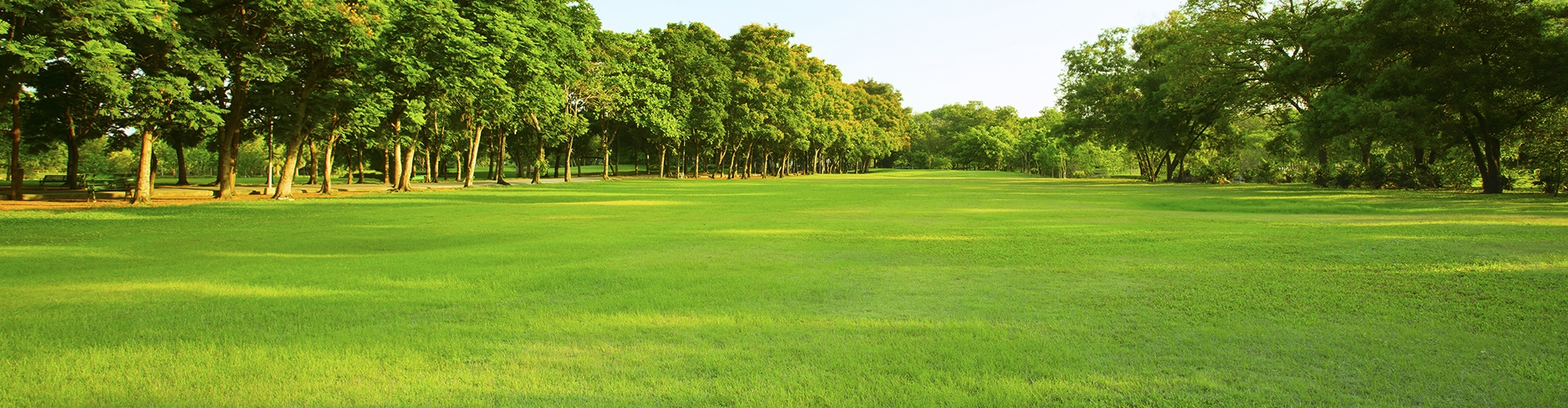 Green grass in a park with green trees lining the turf and blue sky in background