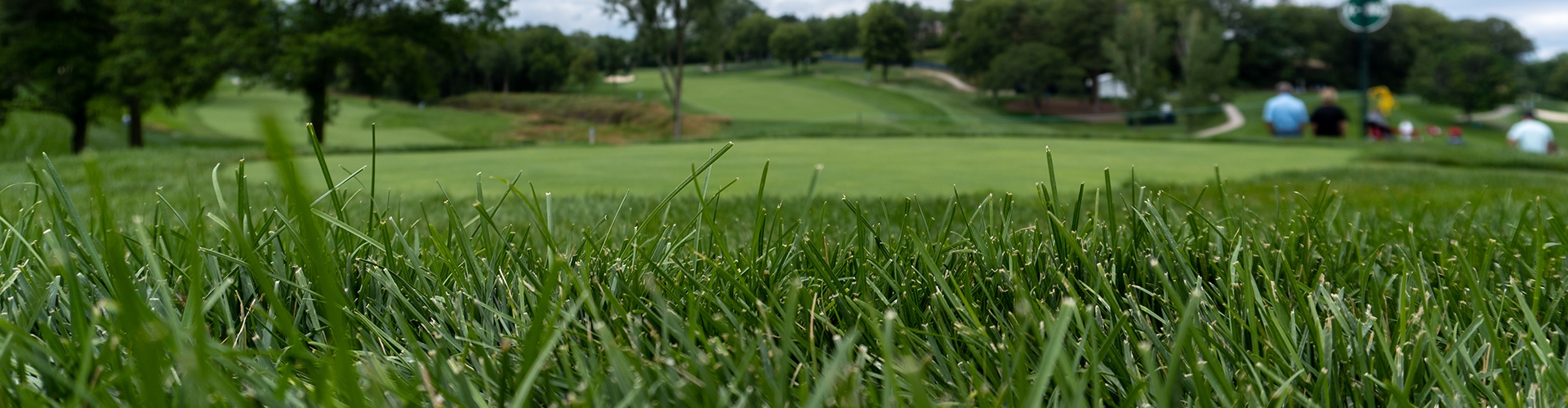 Closeup of grass with golf course, trees, and cloudy sky in background