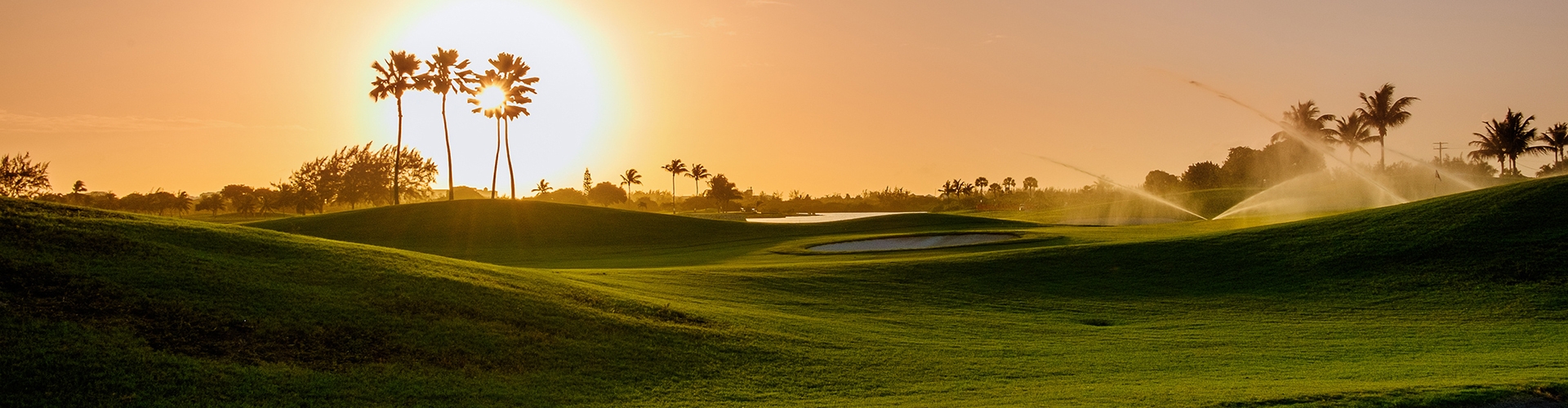 Golf course grass at sunset with palm trees in background