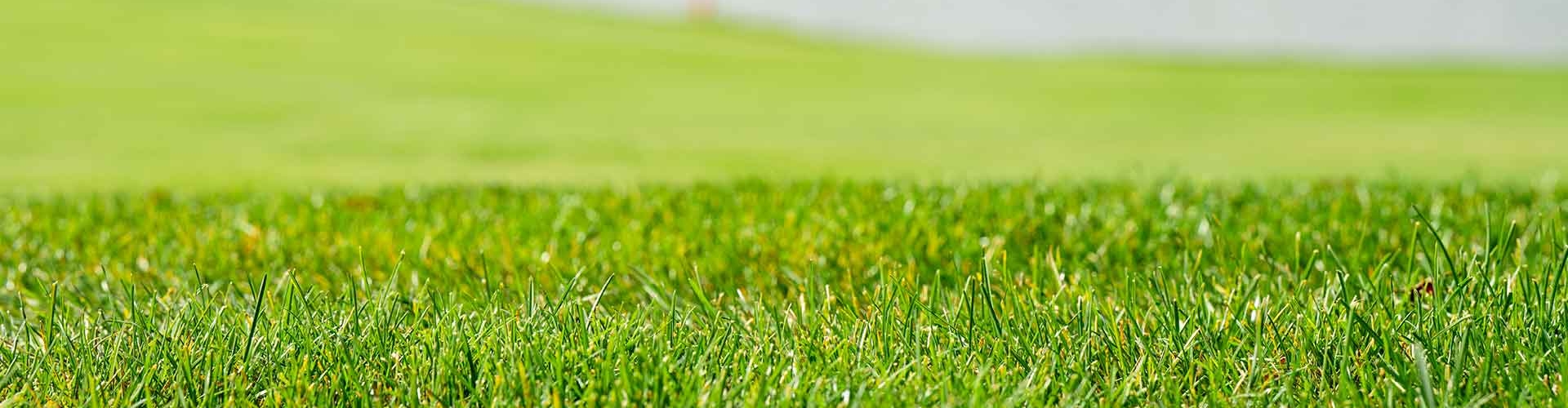 Macro view of freshly cut grass on a golf course