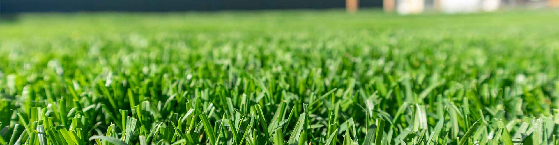Freshly mown green grass under a clear blue sky