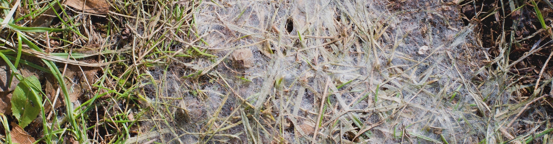 Closeup of fungus over turfgrass
