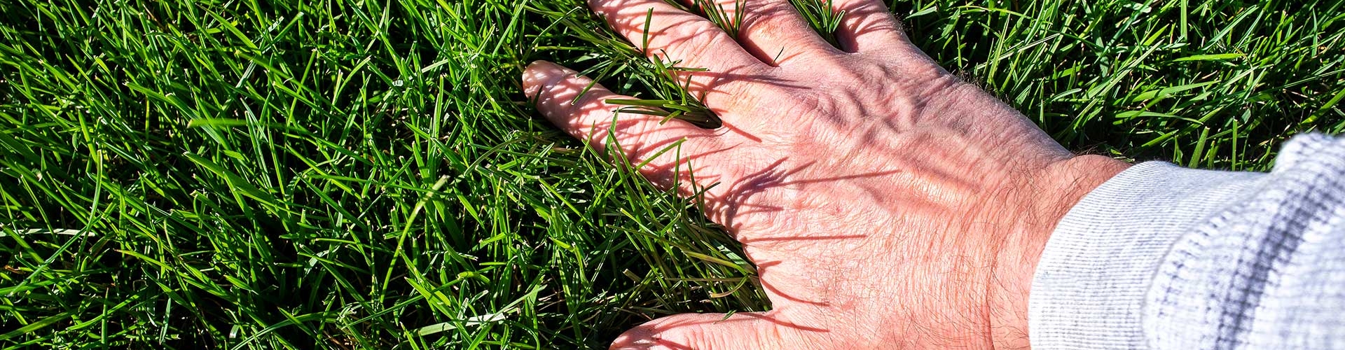 Male hand in stand of green grass.