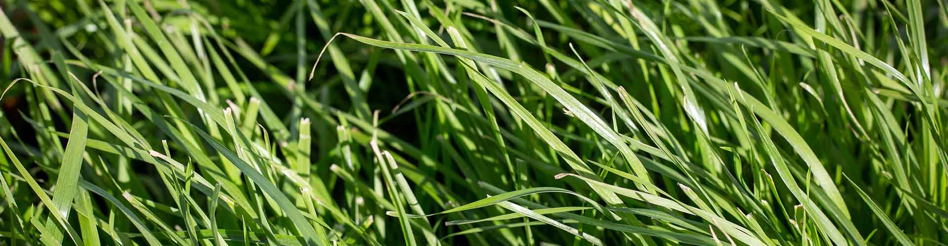 Lush green Italian ryegrass pasture.