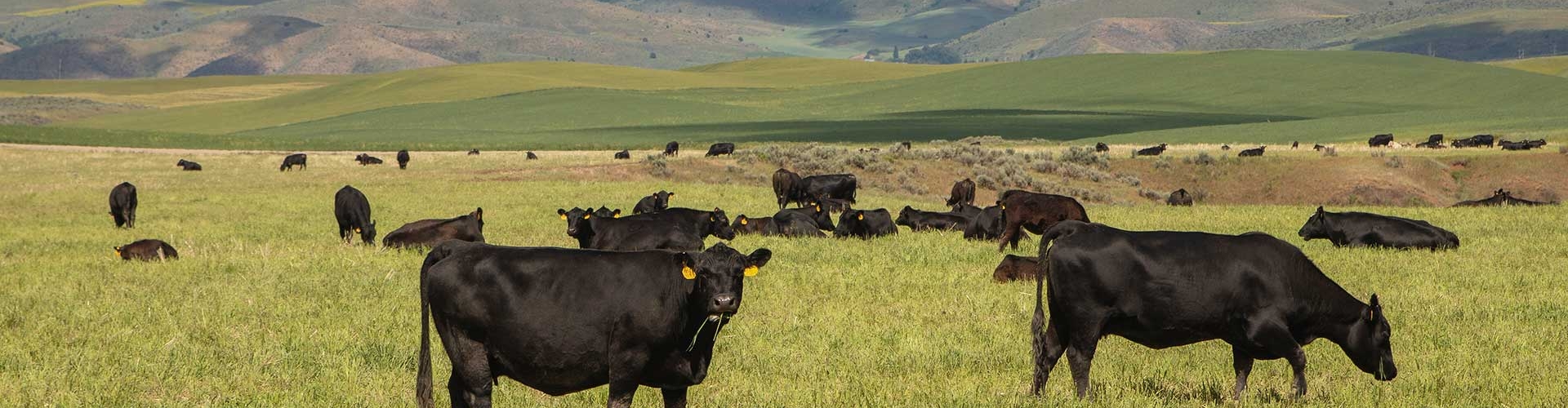 Black Angus cattle grazing in a pasture.