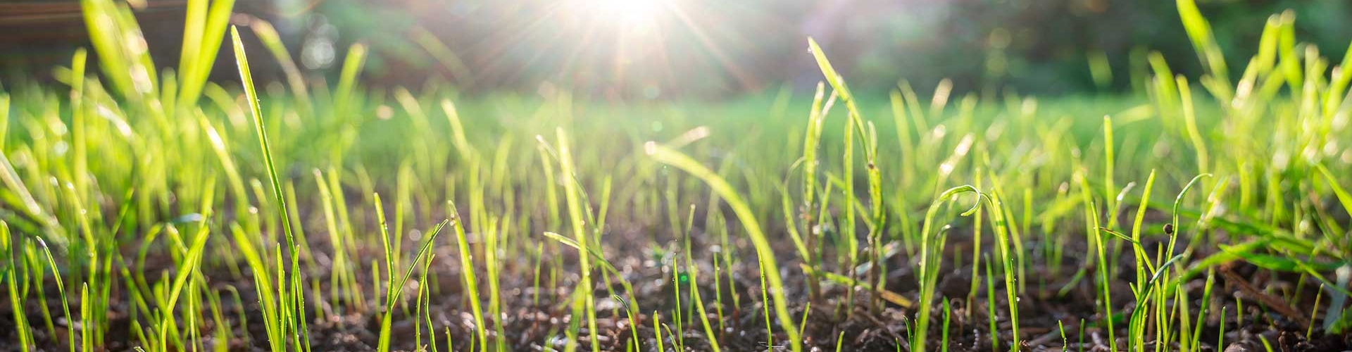 Macro photo of young grass plants sprouting from the ground.