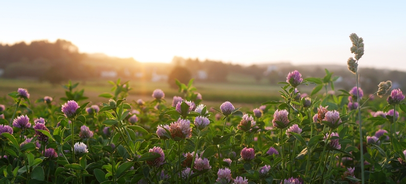 Red Clover Field