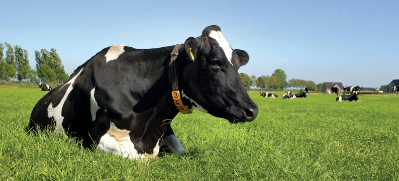 Cow in field - Dairymaster