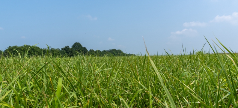 Field of BarOptima Plus E34.