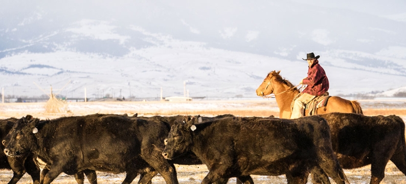 Cows in field with Cowboy - Stockaide
