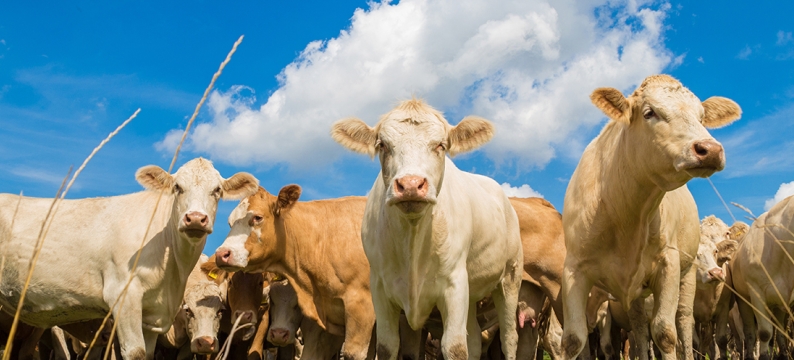 Multiple cows - Stockmaster