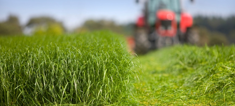 Forage Tall Fescue