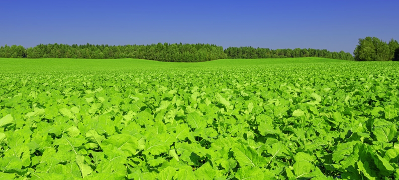 cover crop