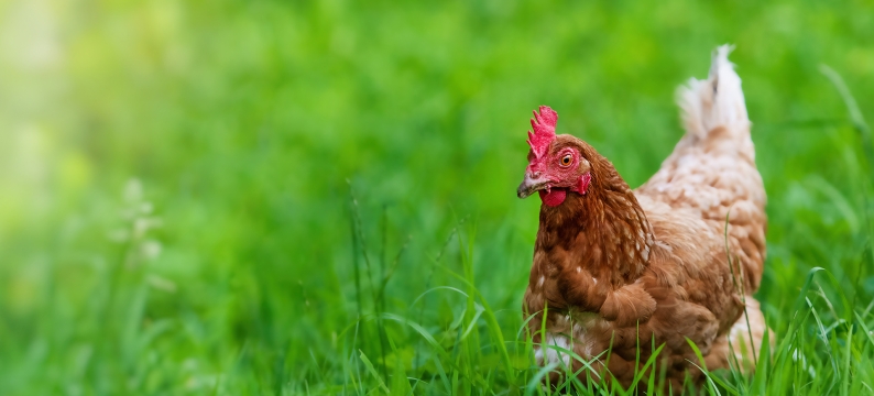 Brown and white chicken sitting in long green grass 