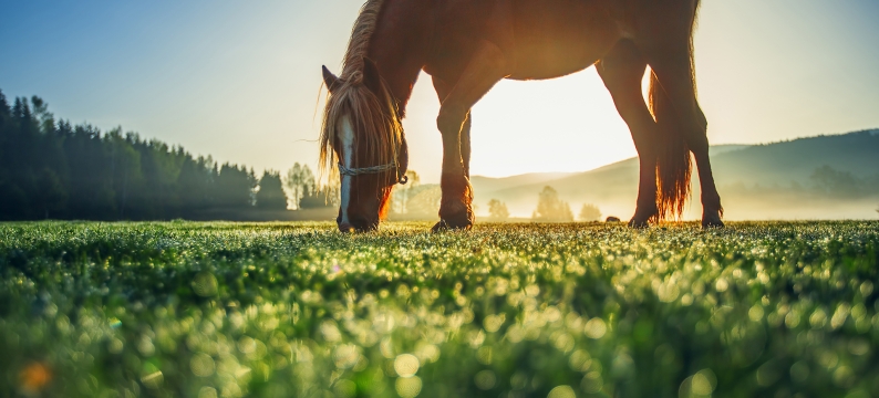Closeup of a horse eating grass in a field at sunset