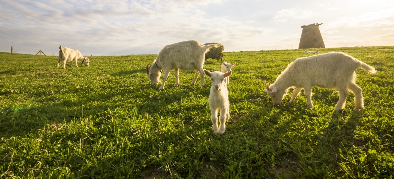 Landscape image of five goats grazing on grass with a clouds and sun on the horizon
