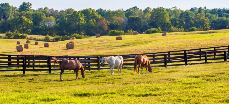 Landscape of horses grazing in green field with fence, trees and sky in background 