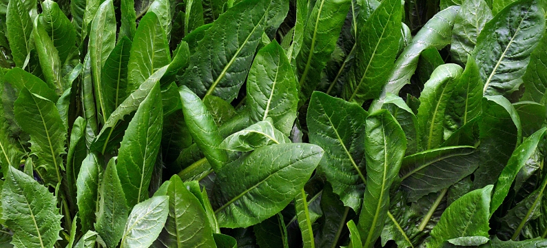 oats and brassicas