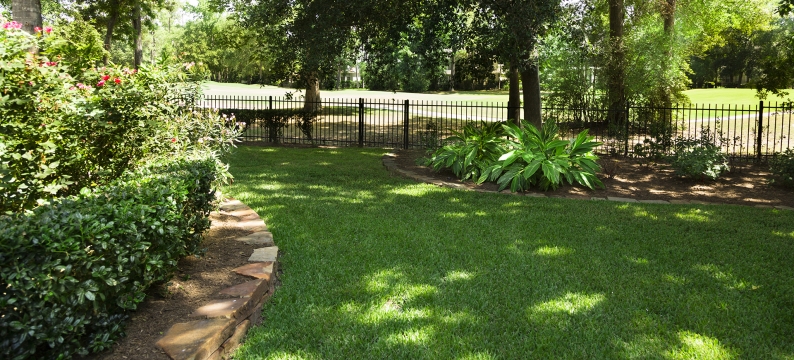 Green grass in a yard with bushes and fence