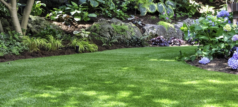 Closeup of shaded grass with plants in background