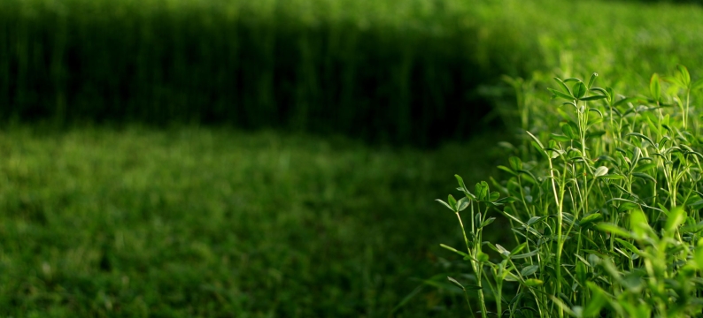 AlfaBar Header