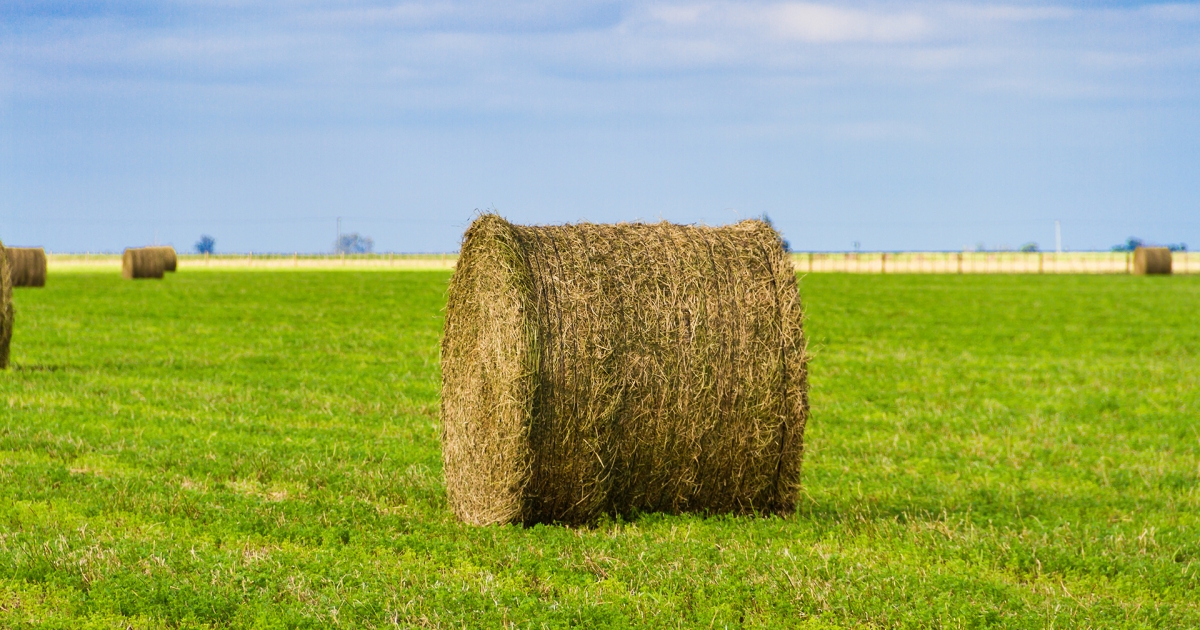 Speeding Up Hay Drying: A Complete Guide | Barenbrug