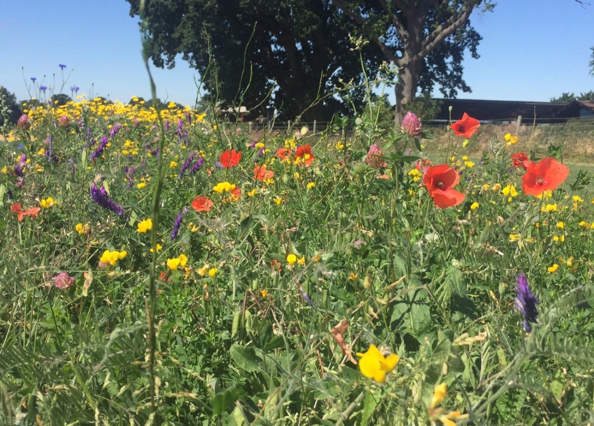 Cropvale .jpg