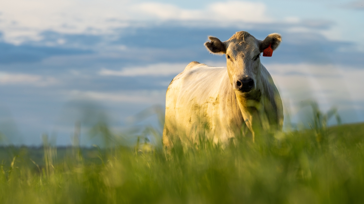 A cow standing in a field with tall grass and cloudy sky in the background