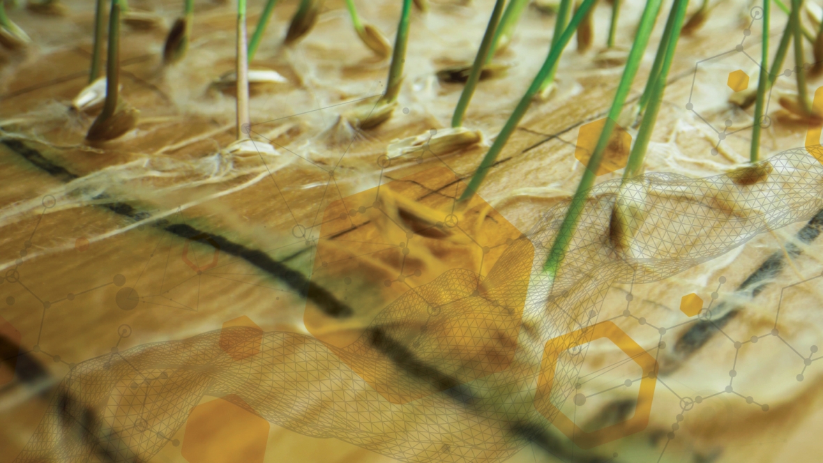 Grass seed sprouting with technology overlay.
