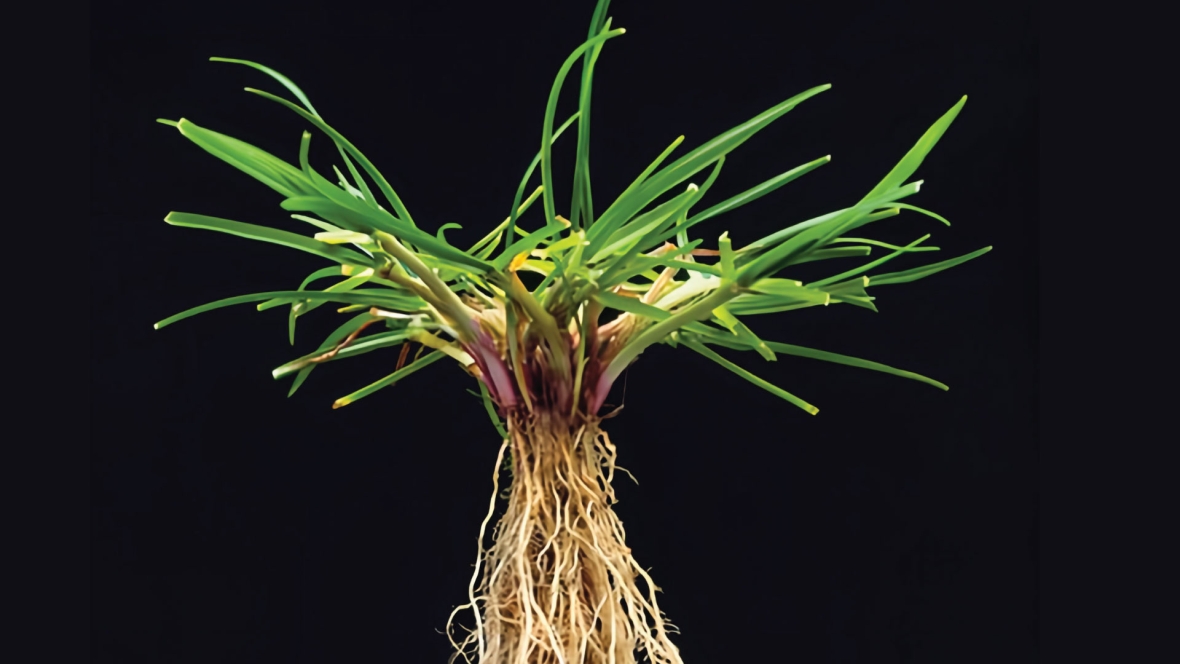 Perennial Ryegrass plant with roots exposed on a black background.