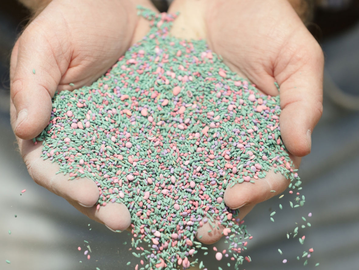 Closeup of grass seed in hands 