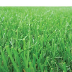 rpr_grass