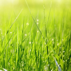grass