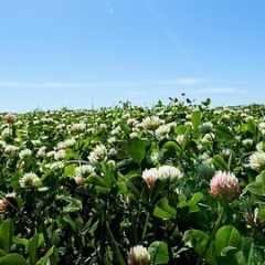sub_clover_header_image