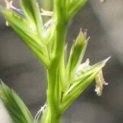 ryegrass
