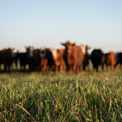 Cattle grazing
