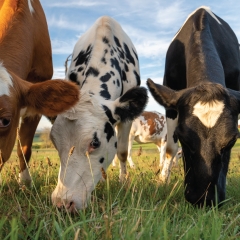 Three cows grazing on grass with blue skies.