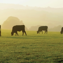Cattle grazing a green pasture during sunset.