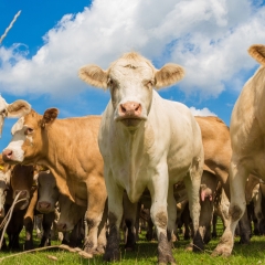 Closeup of many cows standing on grass with blue sky 
