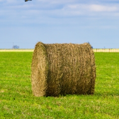 Bale of hay in a field of green grass
